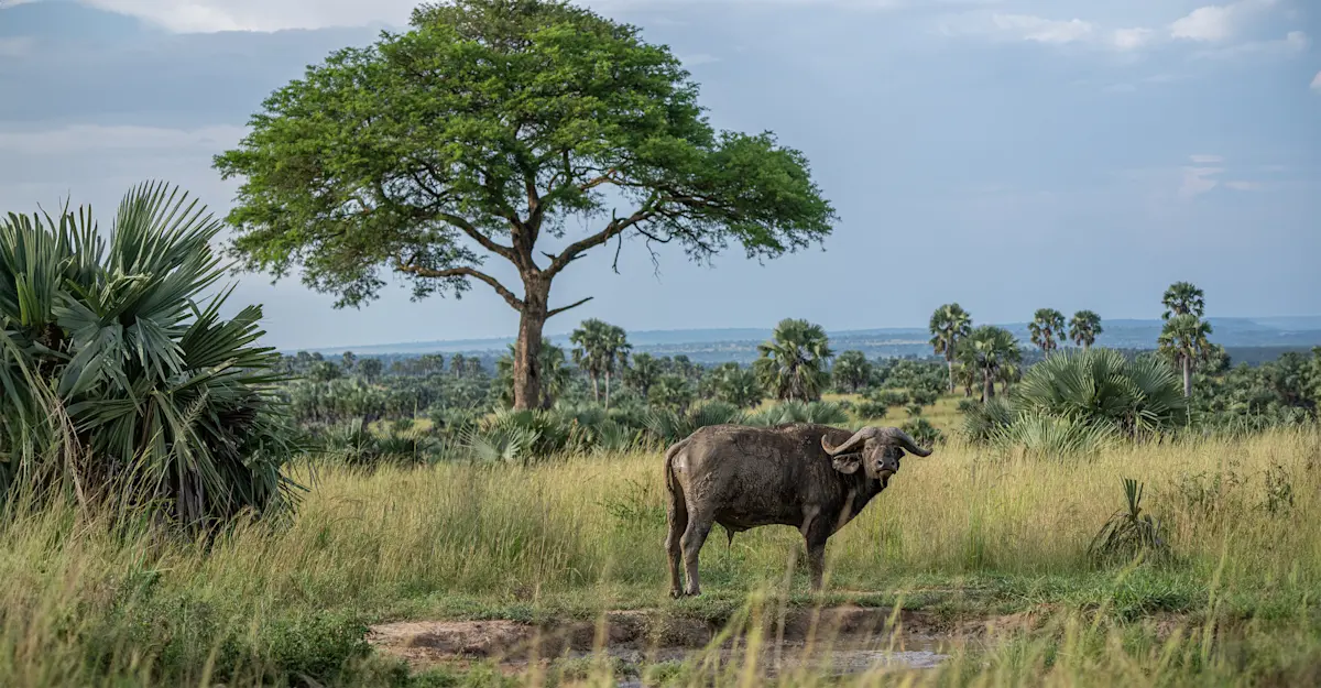 Buffalo, Linyanti Private Reserve, Botswana.