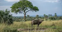 Buffalo, Linyanti Private Reserve, Botswana.