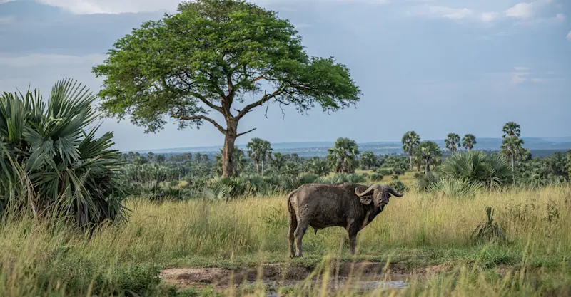 Buffalo, Linyanti Private Reserve, Botswana.