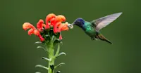 Golden-tailed Sapphire Hummingbird, Ensifera Hummingbird Garden, Peru.