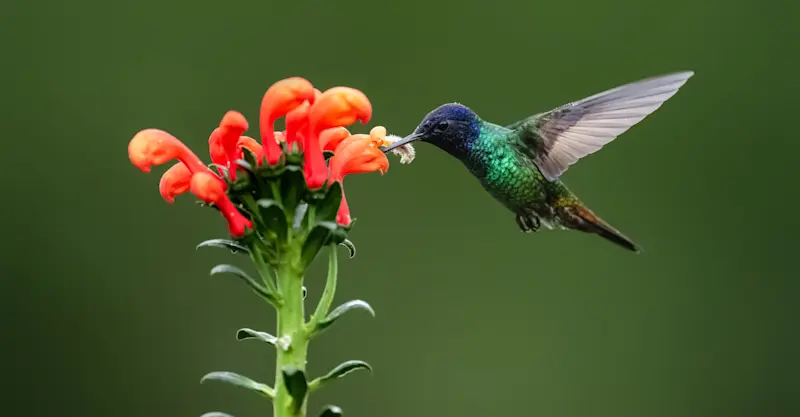 Golden-tailed Sapphire Hummingbird, Ensifera Hummingbird Garden, Peru.