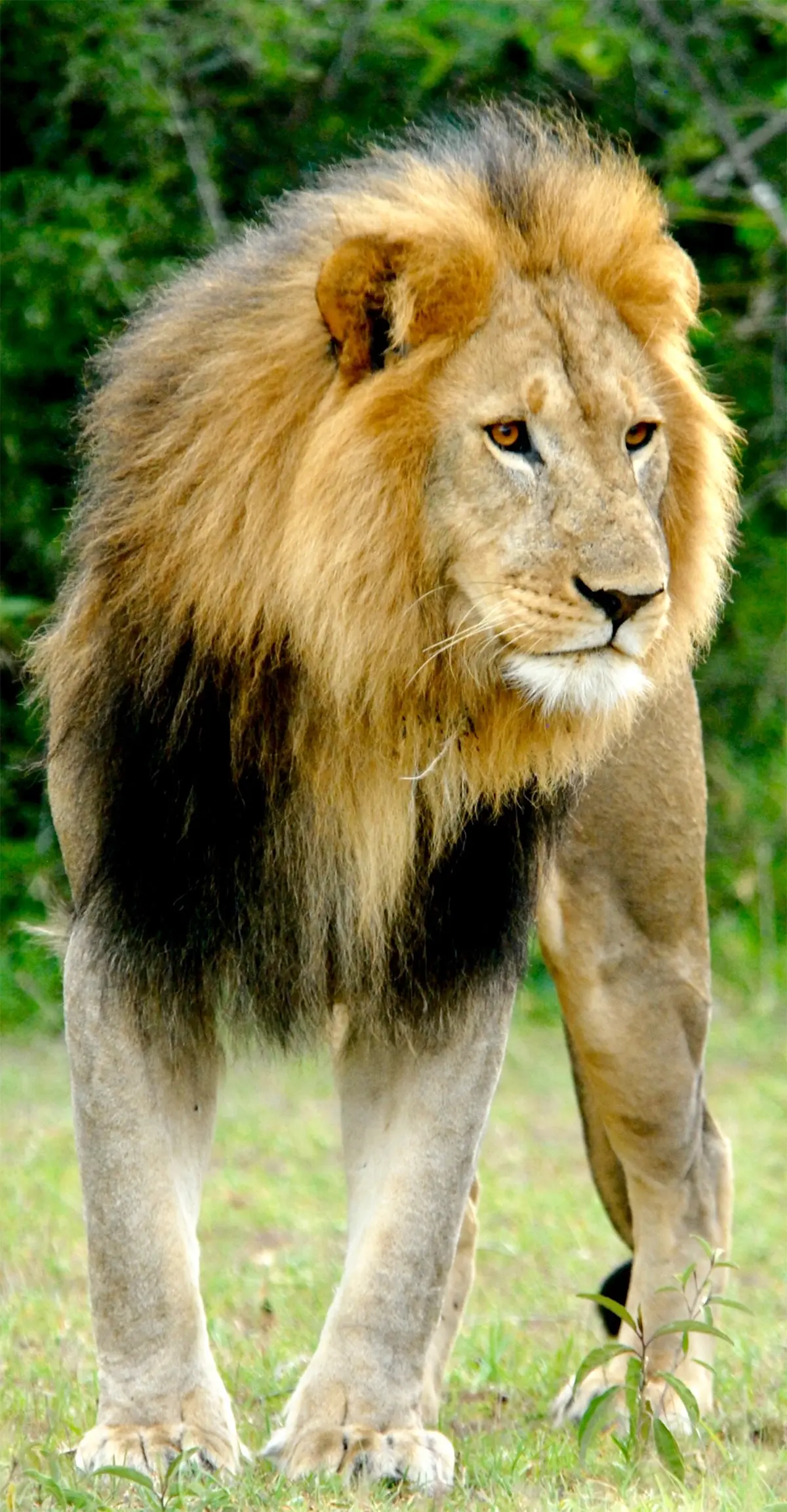 Lion.