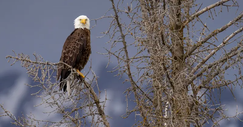 Bald eagle, Yellowstone National Park, Wyoming.