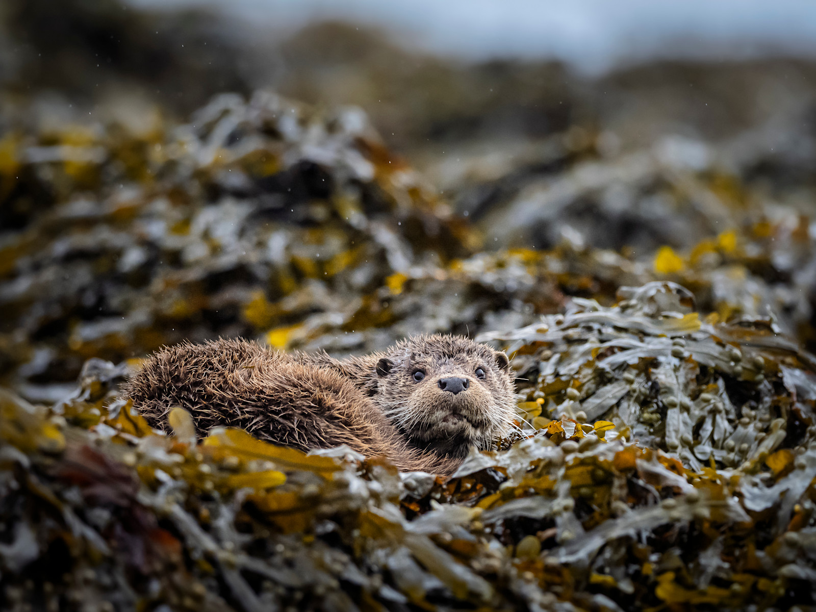 Eurasian otter, Knoydart Peninsula, Scotland.