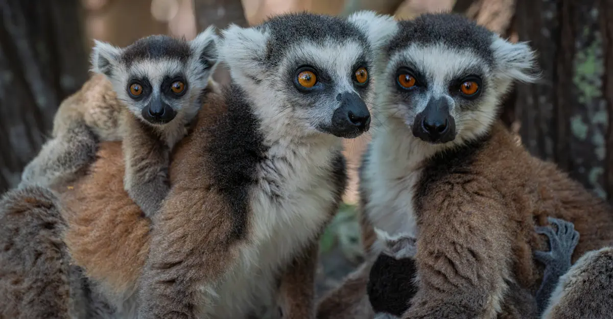Ringtail lemur family, Andasibe-Mantadia National Park, Madagascar.
