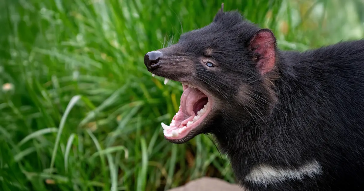Private Tasmanian Devil Encounter, Cradle Mountain-Lake St. Clair National Park, Tasmania.