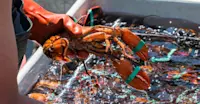 Fisherman with lobster, Acadia National Park, Maine.