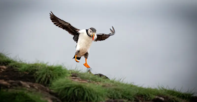 Atlantic puffin, Bonavista Peninsula, Newfoundland, Canada.