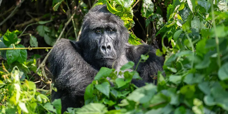 Mountain gorilla,  Bwindi Impenetrable Forest National Park, Uganda.