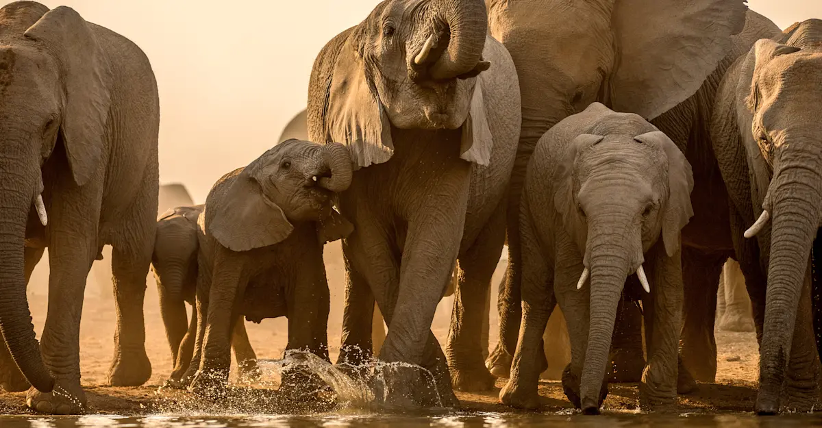 Elephant herd, South Africa. 