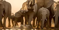 Elephant herd, South Africa. 