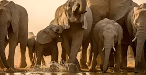 Elephant herd, South Africa. 