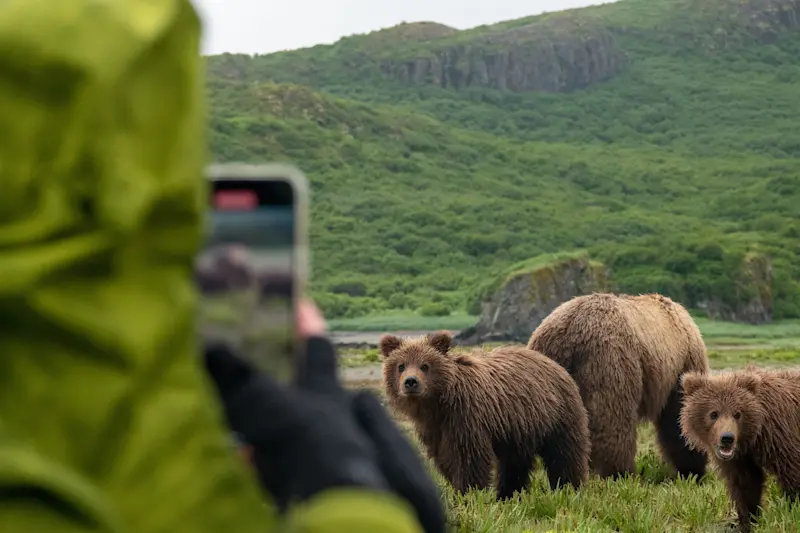 Some curious brown bear cubs, Katmai, Alaska.