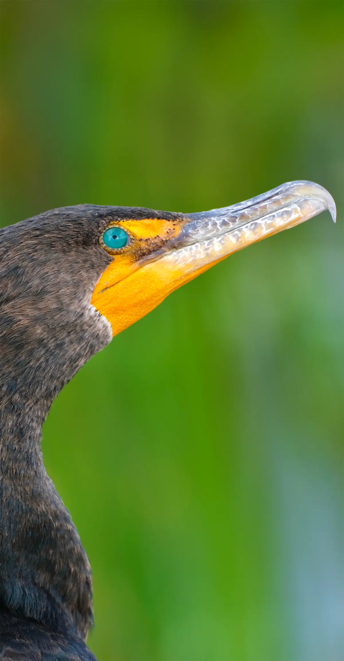 Double-crested Cormorant