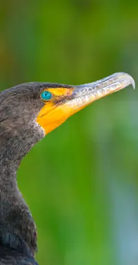 Double-crested Cormorant