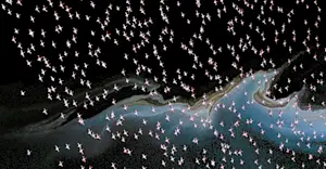 Flamingos, Kenya.