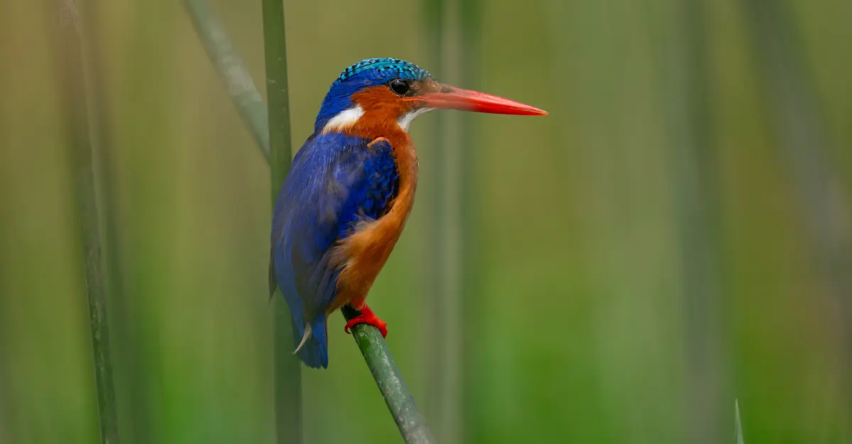 Malachite kingfisher, Uganda.
