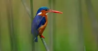 Malachite kingfisher, Uganda.