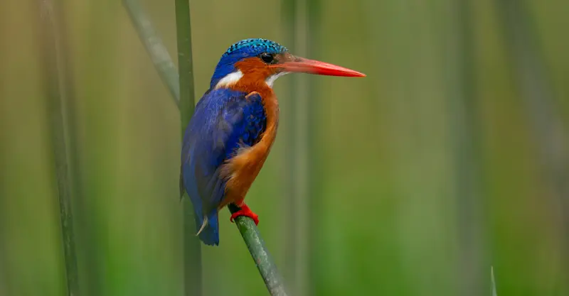 Malachite kingfisher, Uganda.