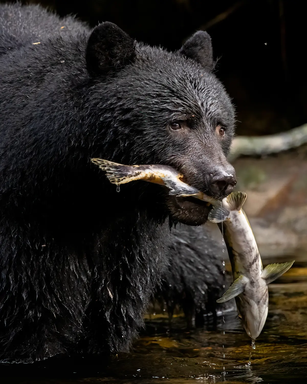 American Black Bear, Canada.