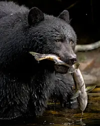 American Black Bear, Canada