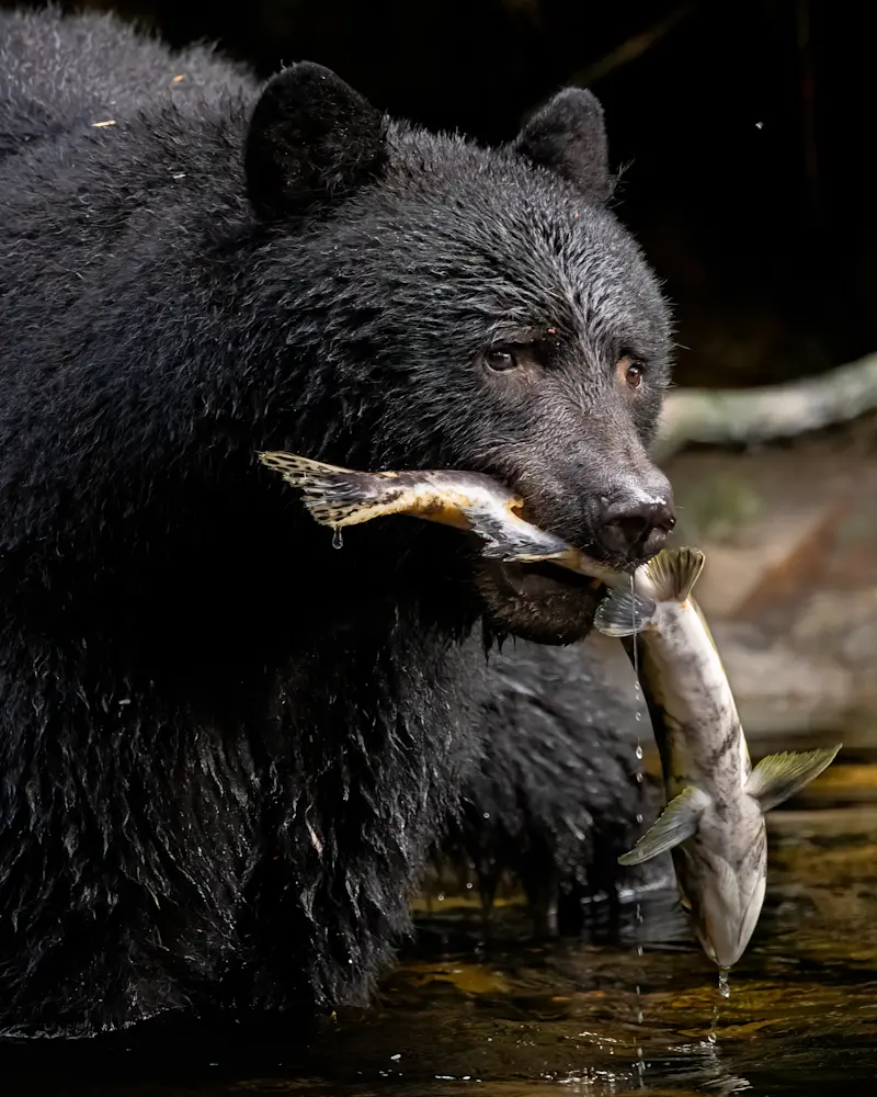 American Black Bear, Canada