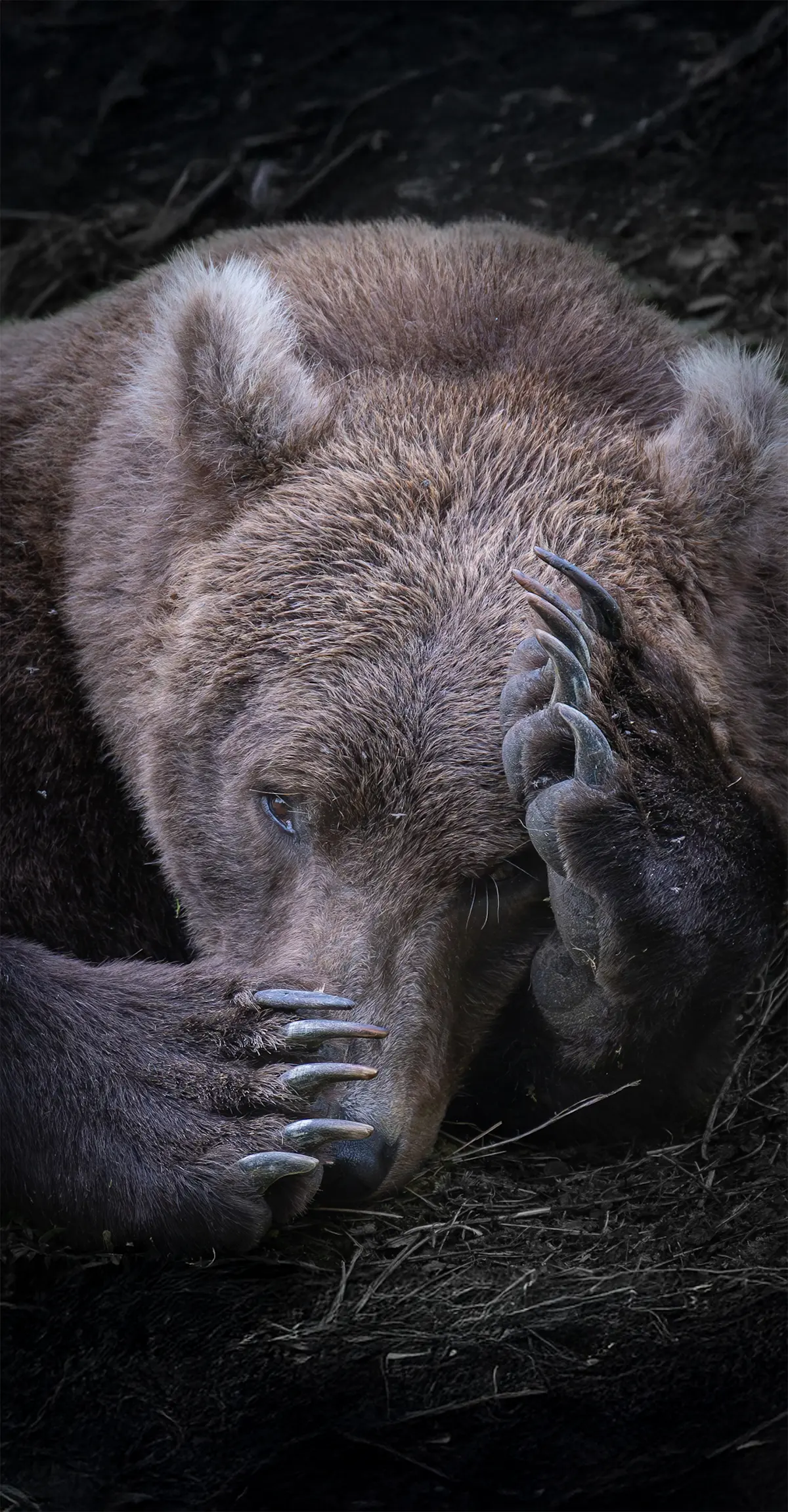 Sleepy Bear, Katmai National Park, Alaska.