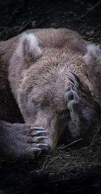 Sleepy Bear, Katmai National Park, Alaska