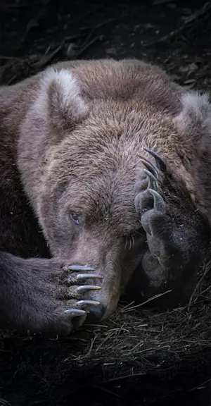 Sleepy Bear, Katmai National Park, Alaska