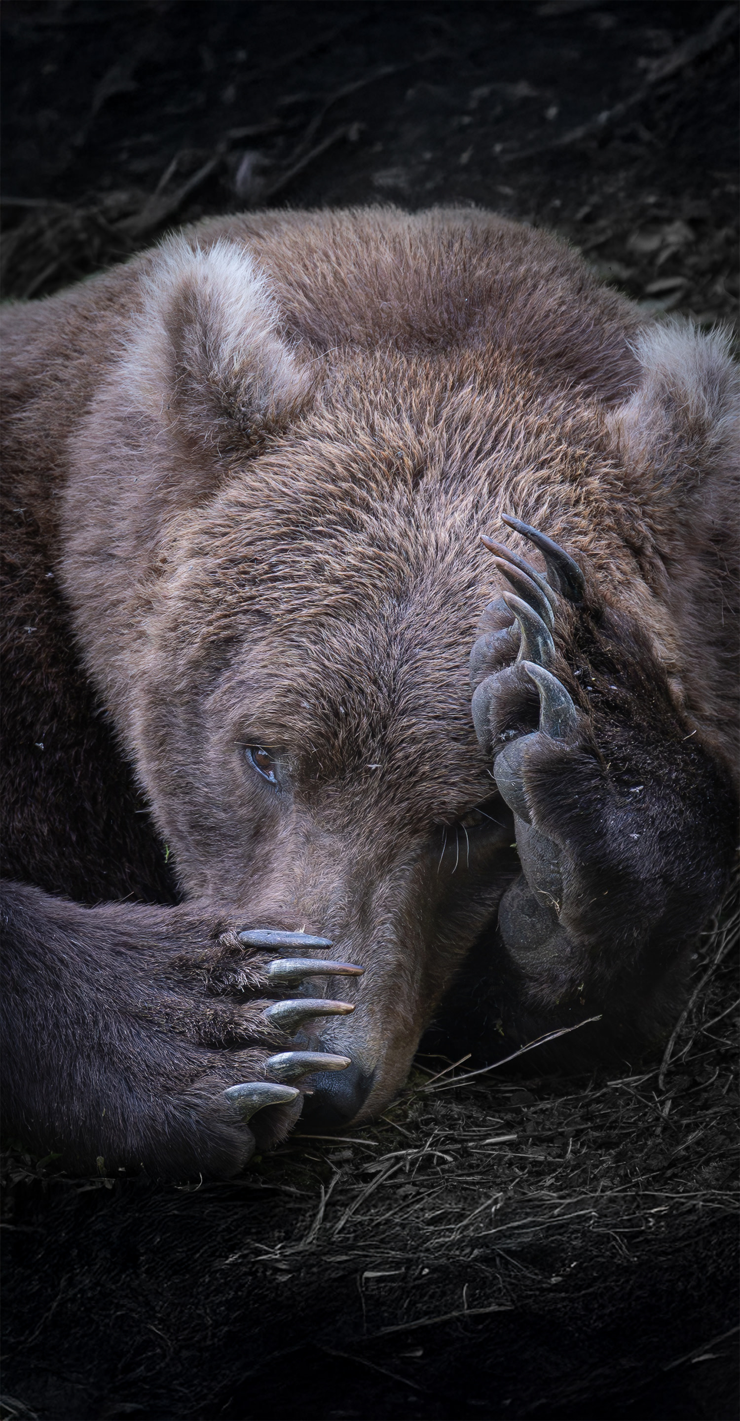 Sleepy Bear, Katmai National Park, Alaska