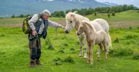 Earthwatch Expeditions guest petting Icelandic horses, Iceland.