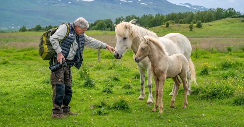 Earthwatch Expeditions guest petting Icelandic horses, Iceland.