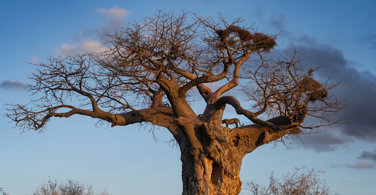 Leopard, Baobab tree, Botswana.