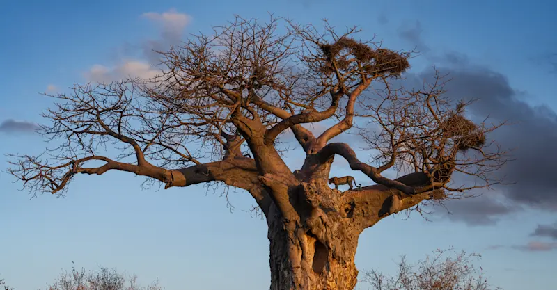 Leopard, Baobab tree, Botswana