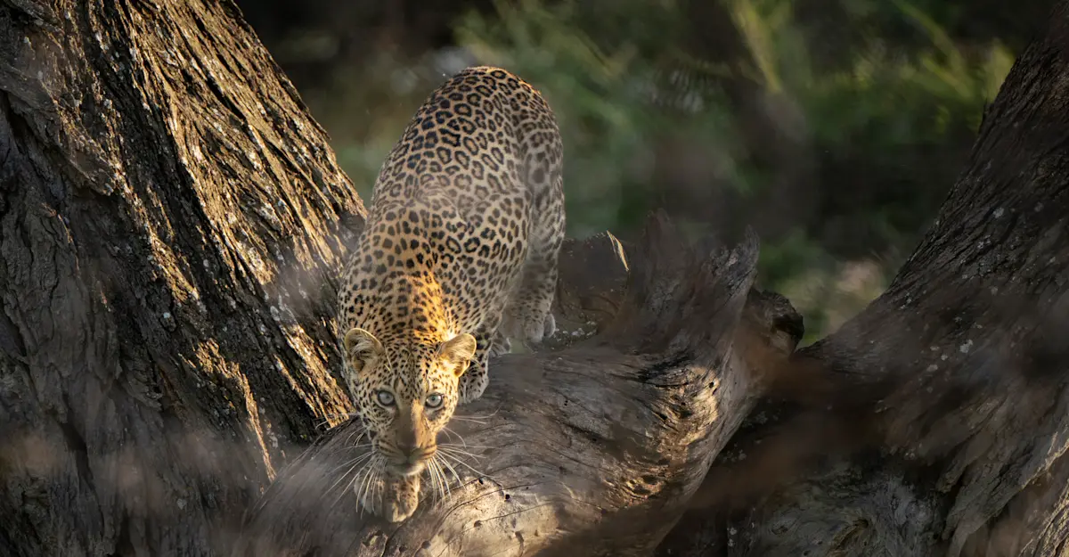 Leopard, Tanzania