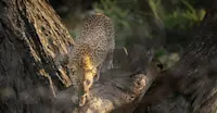 Leopard, Tanzania
