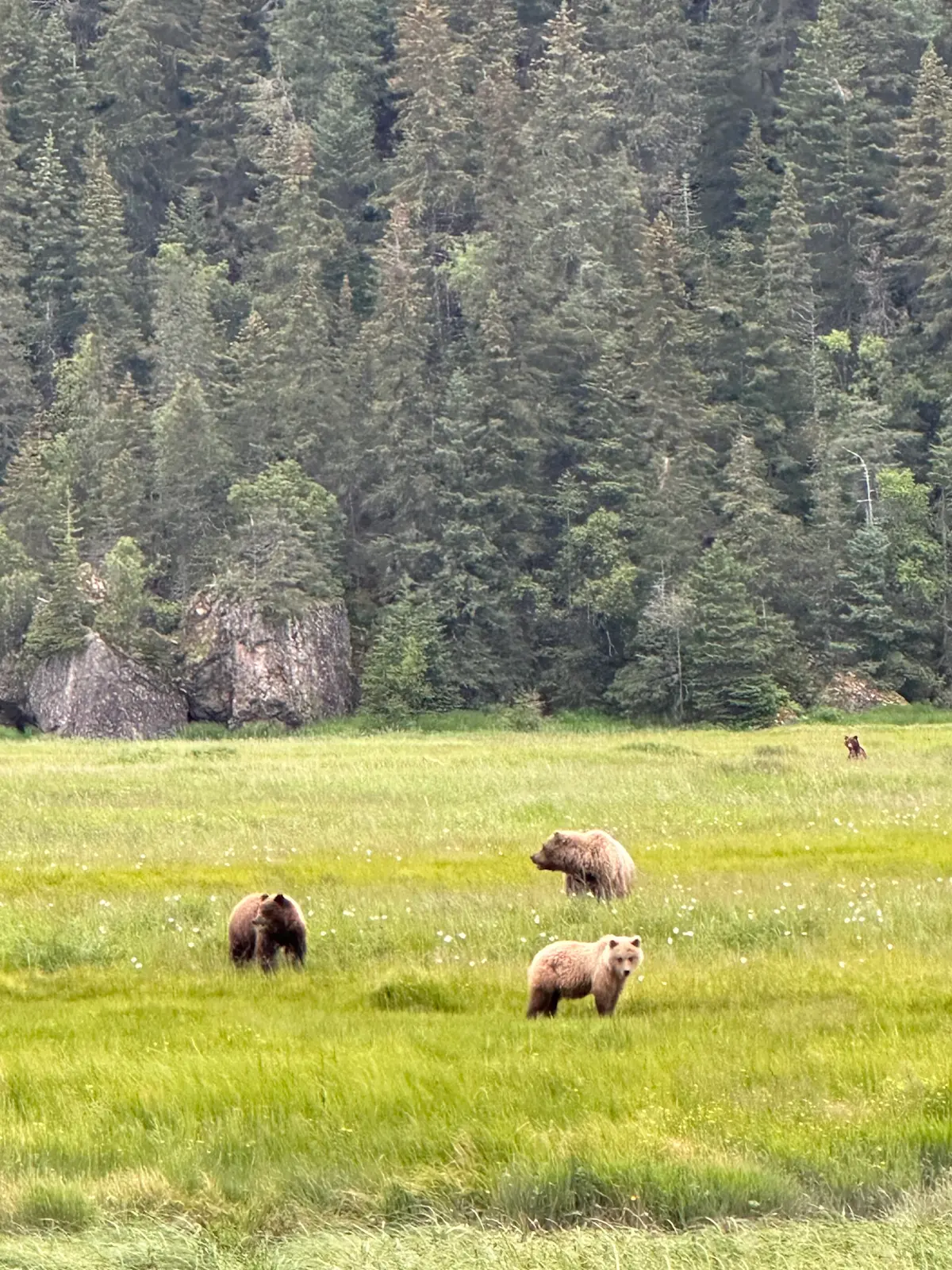 Bears in the meadow at Bear Camp, Alaska.