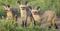 Bat-eared foxes, Serengeti National Park, Tanzania.