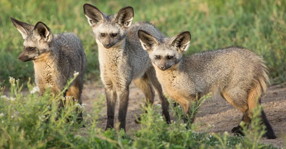 Bat-eared foxes, Serengeti National Park, Tanzania.
