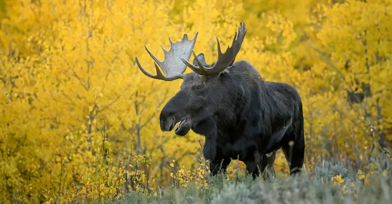 Bull moose, Yellowstone National Park, Wyoming. 