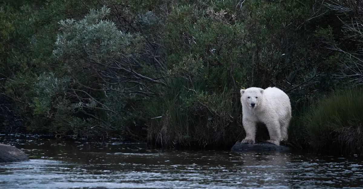 Polar bear cub, Churchill, Canada.