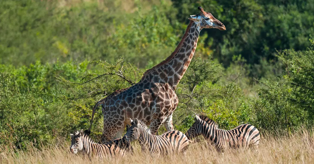 Giraffe with zebras, South Africa.