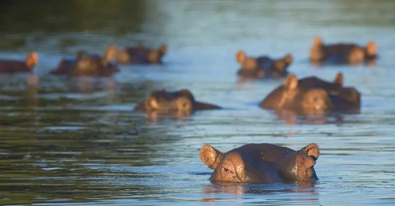 Hippos, MalaMala Game Reserve, South Africa.