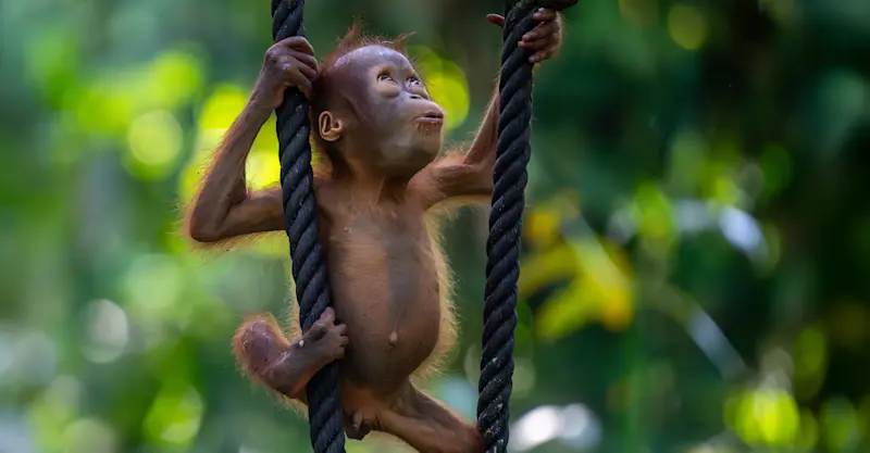 Bornean orangutan, Danum Valley, Borneo.