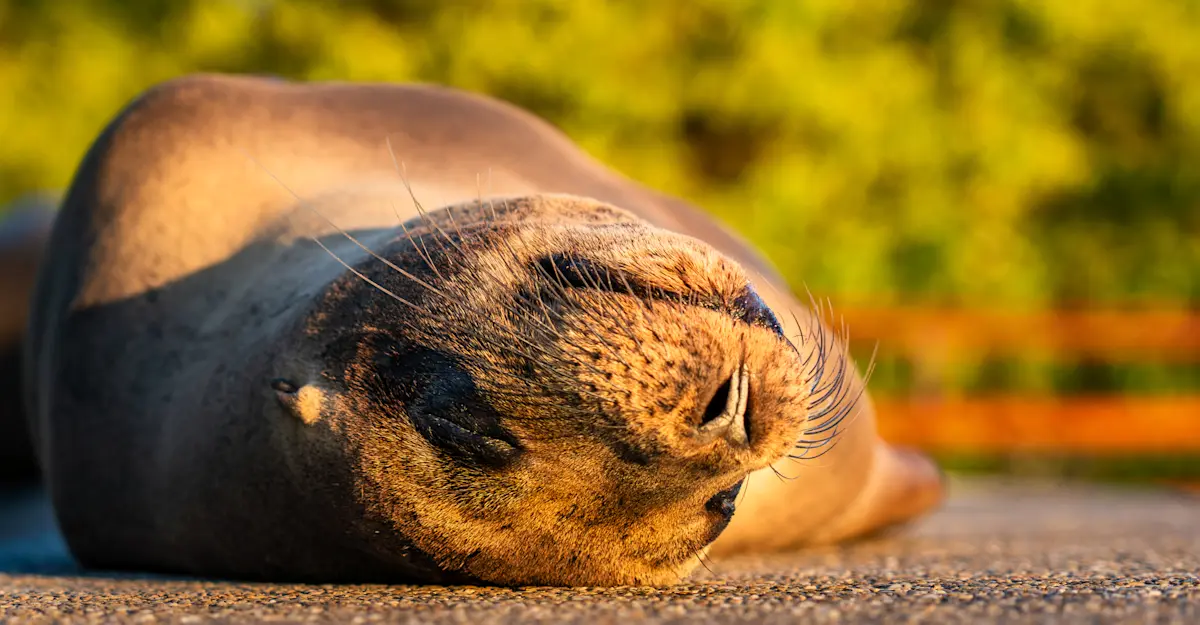 Sea Lion, Santa Cruz.