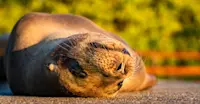 Sea Lion, Santa Cruz