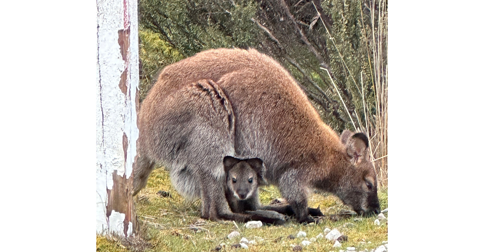 Wallaby mom and joey.