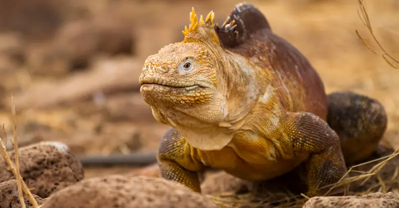 Galapagos land iguana, North Seymour Island, Galapagos, Ecuador.