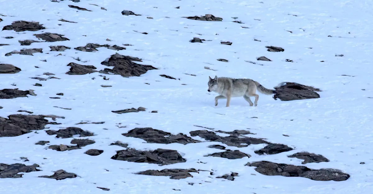 Tibetan wolf, Ladakh, India.
