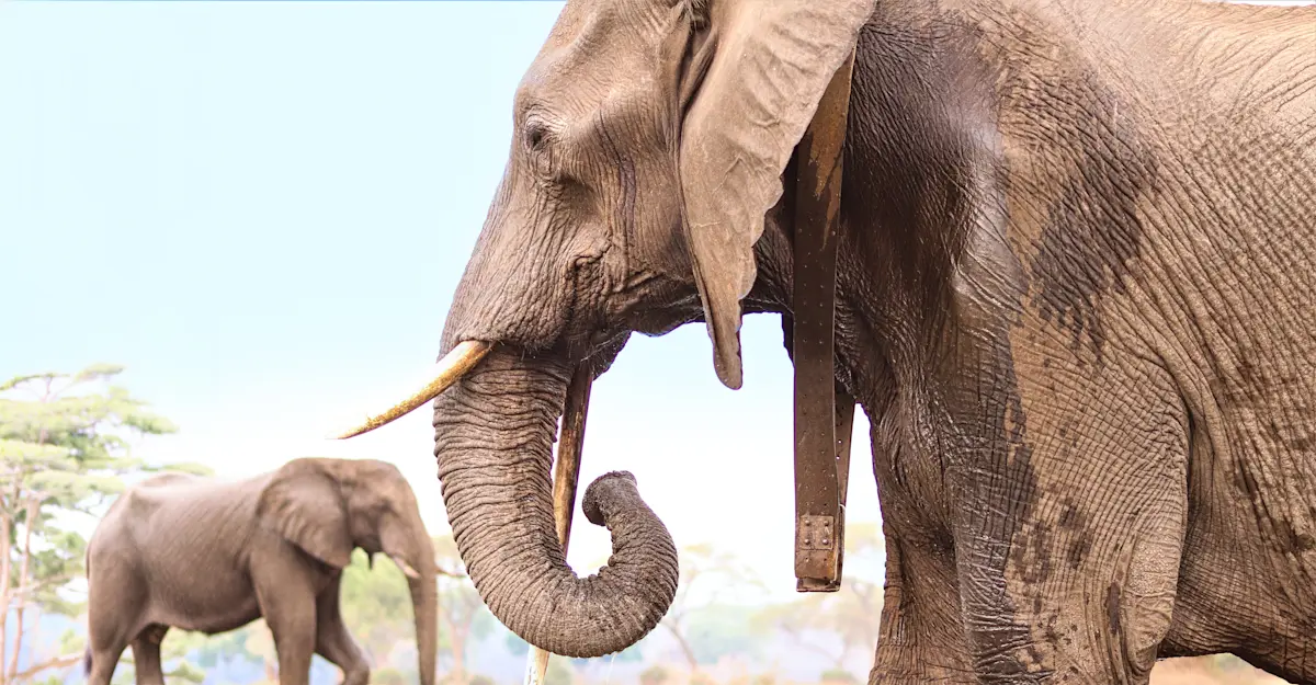 Collared elephant, South Africa.